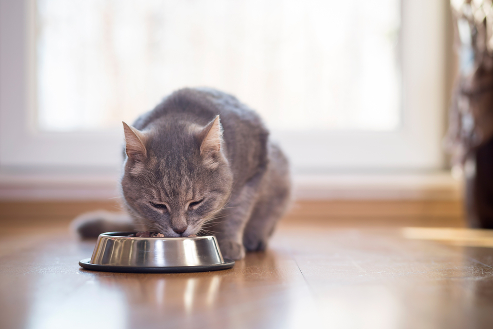 食べ ない ご飯 子猫 生後2ヶ月の子猫ご飯少ししか食べない！正しい量・回数を分かりやすく解説｜CATハウス
