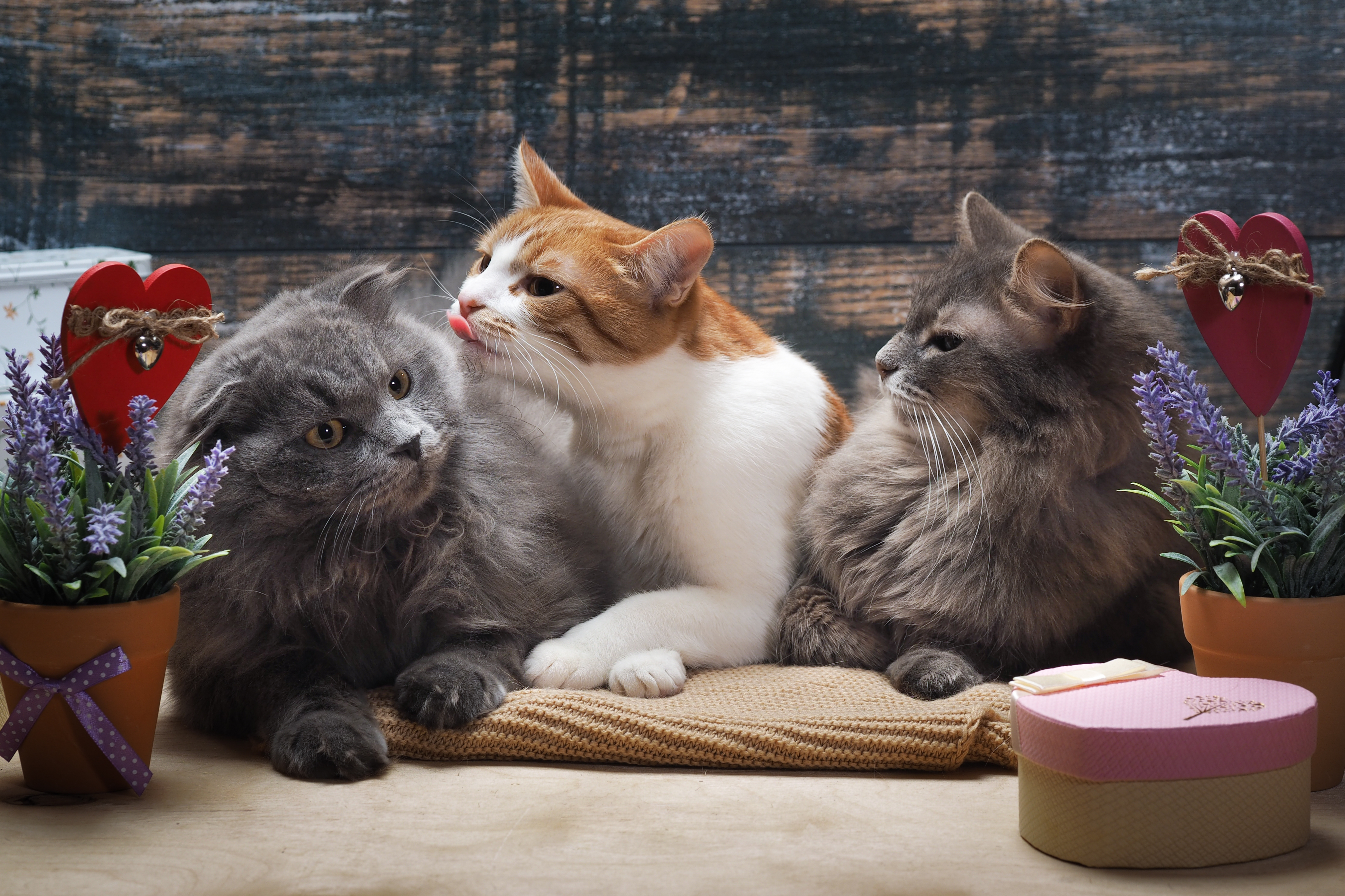 猫の多頭飼い トイレ 餌のコツは ケンカやストレスを防ぐ方法