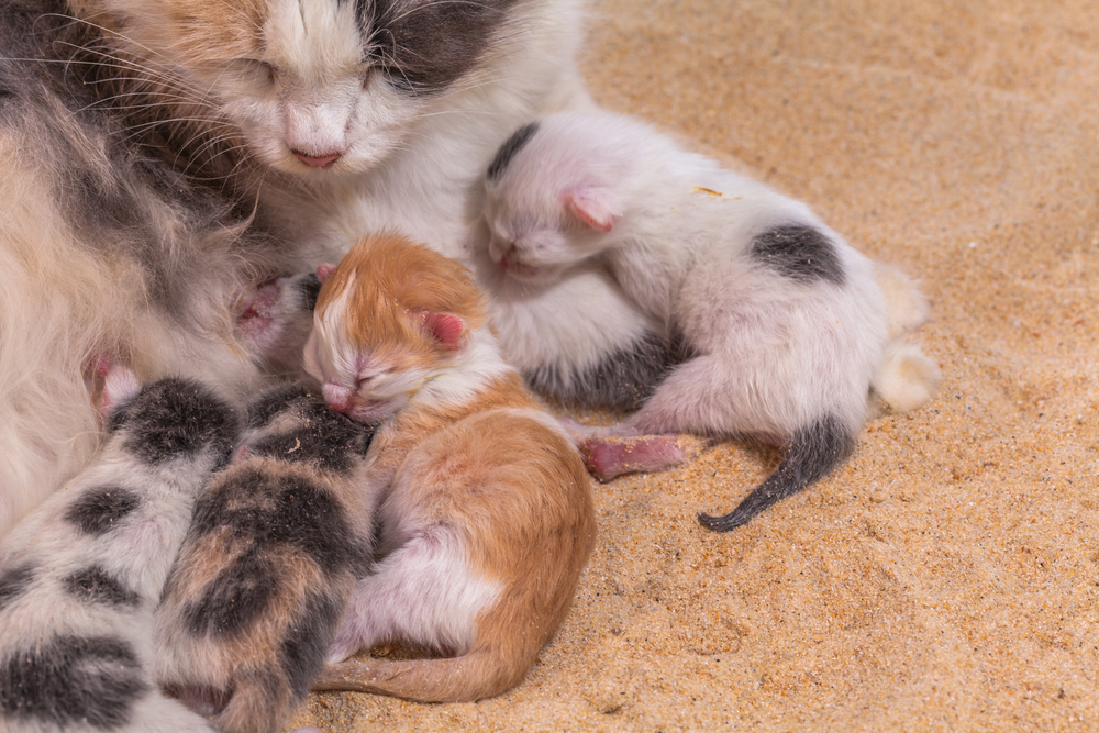 猫の妊娠期間や見分け方 妊娠中の兆候から出産までの流れ