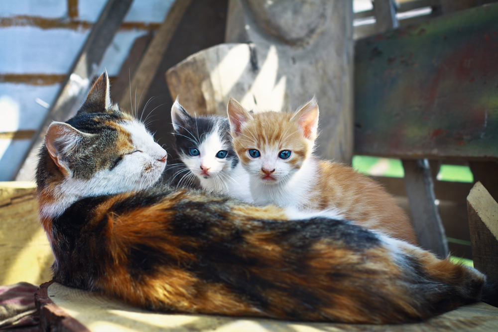 猫の妊娠期間や見分け方 妊娠中の兆候から出産までの流れ
