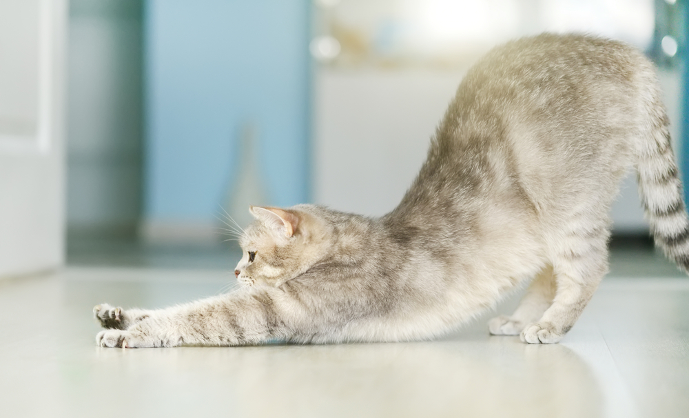 猫の便秘解消に役立つマッサージ方法 ビオフェルミンの効果は