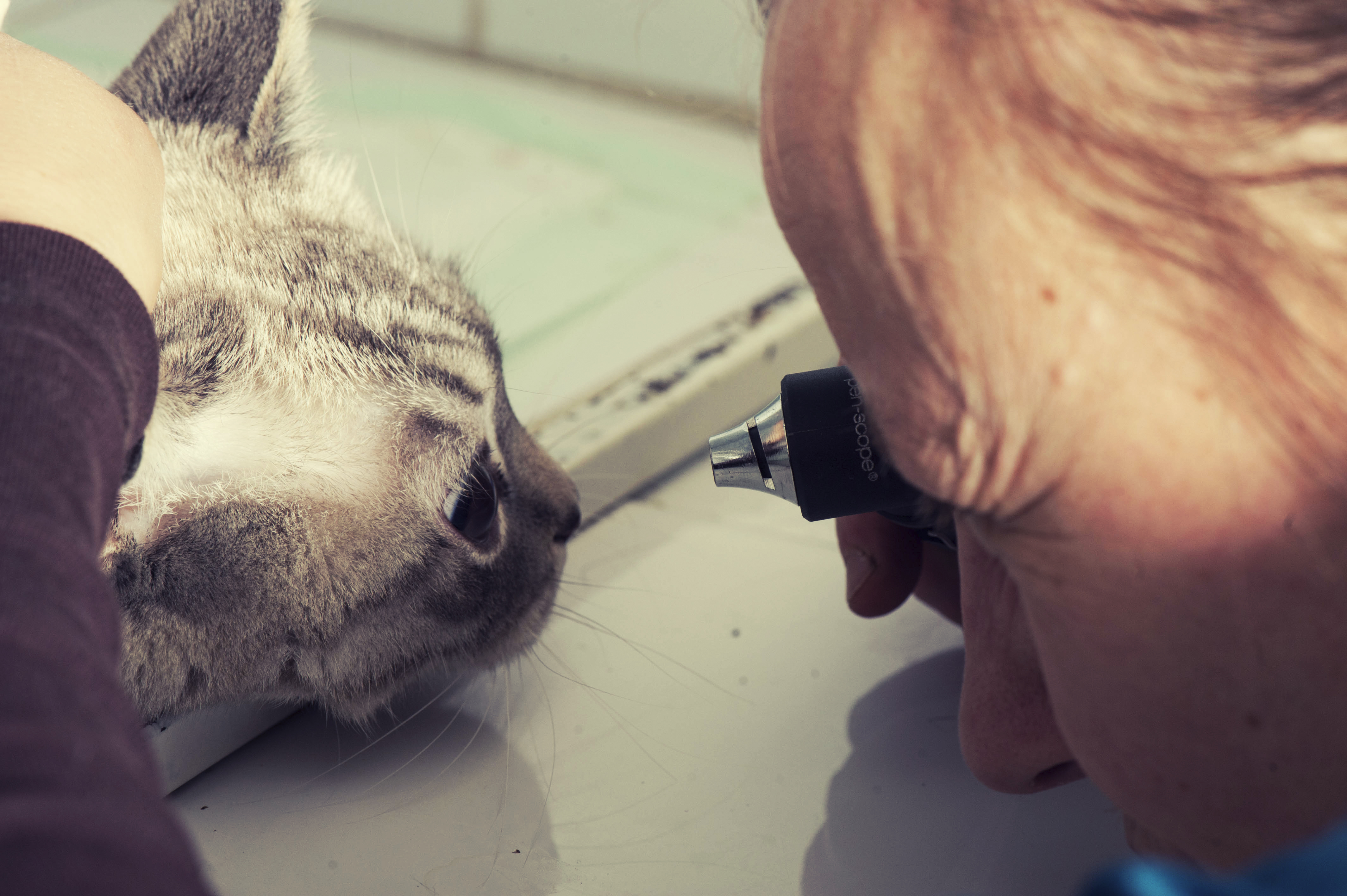 猫・子猫の目の病気】症状・原因・治療法を解説！症状から病気を推測