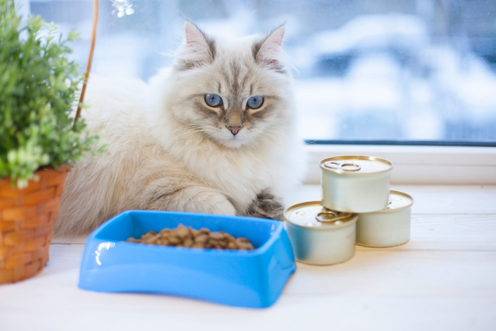 猫の尿路結石に効果があるキャットフードと療法食とケアフードの違い